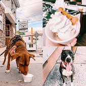Ice Cream For Dogs Near Me Weissport Jim Thorpe Lehighton Poconos Lehigh Valley